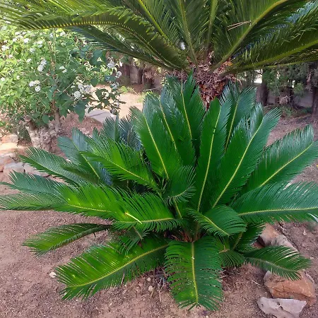 Venus Denia